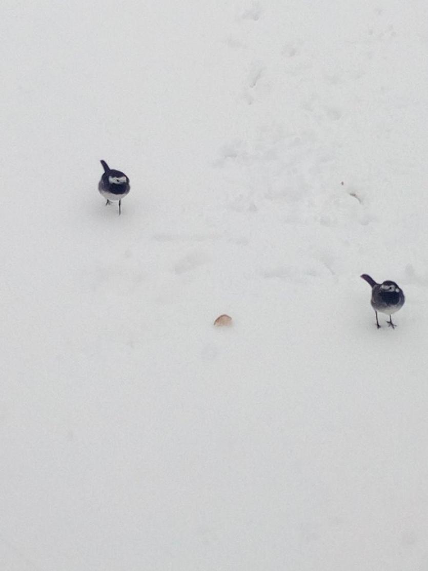 Snow in Tipperary 2018