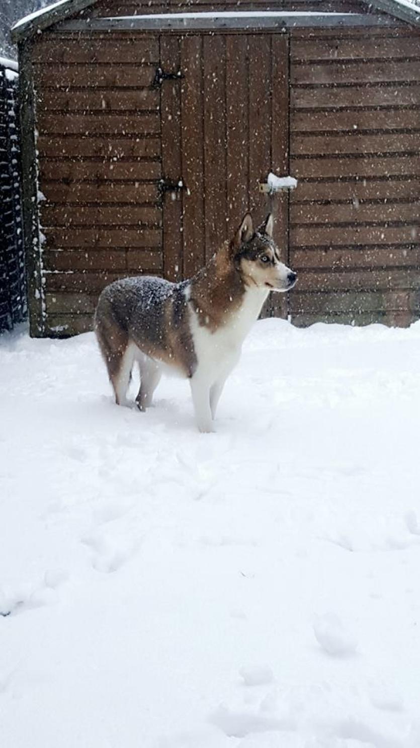 Snow in Tipperary 2018