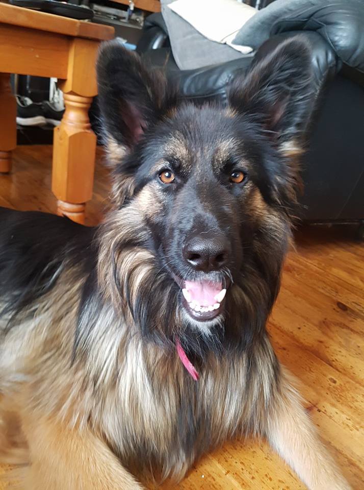 Roxy the German Shepherd