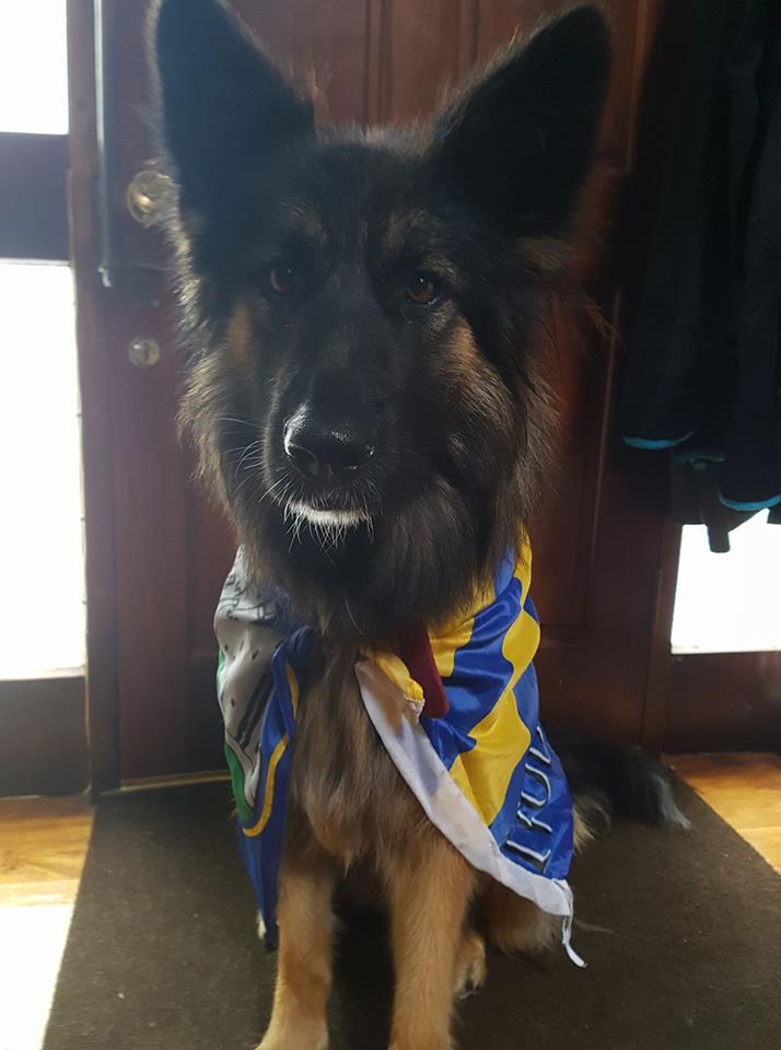 Roxy the German Shepherd