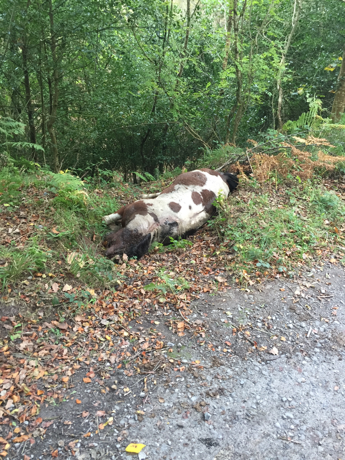 Dead horse at Carey's Castle