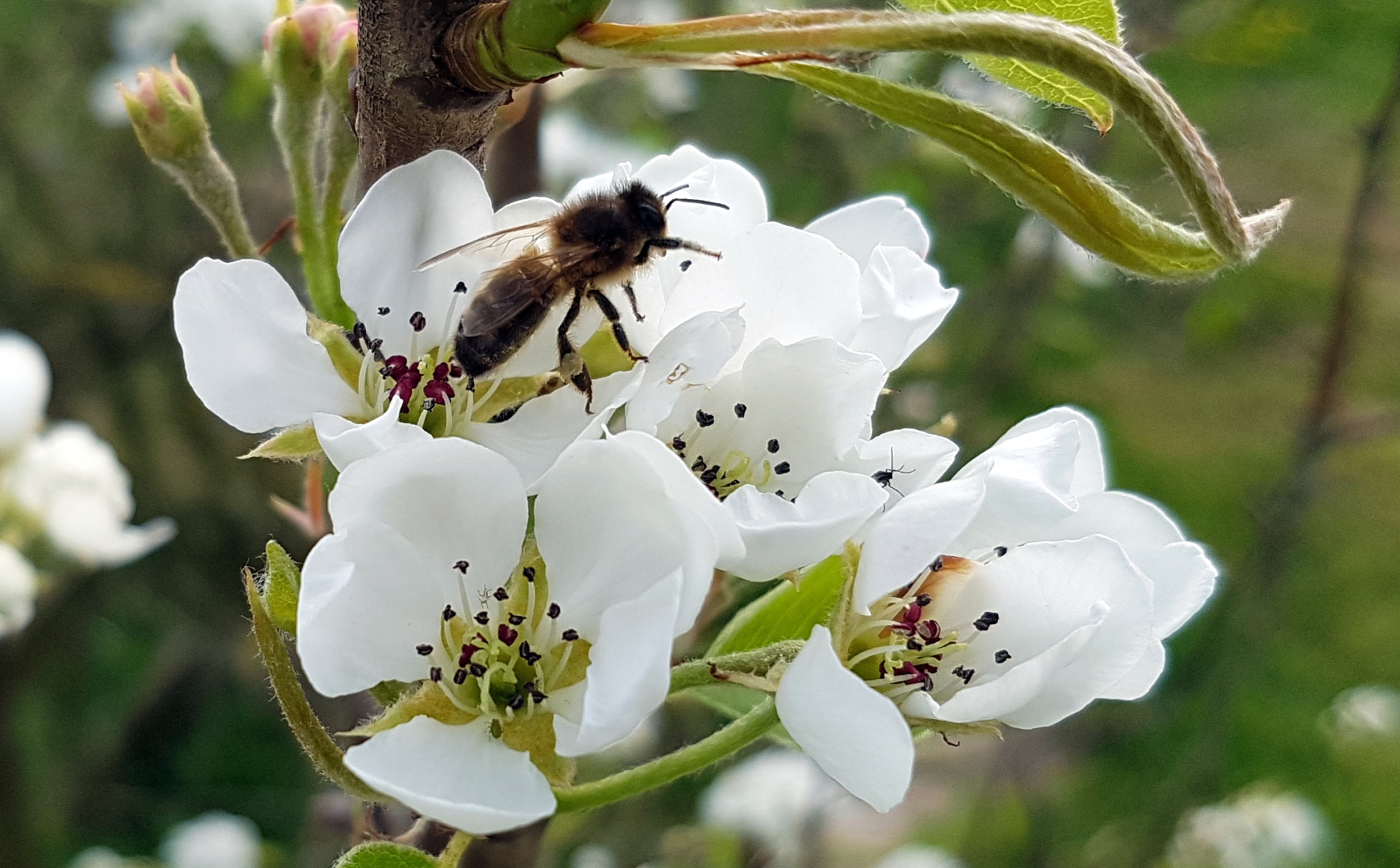 Irish honey bee