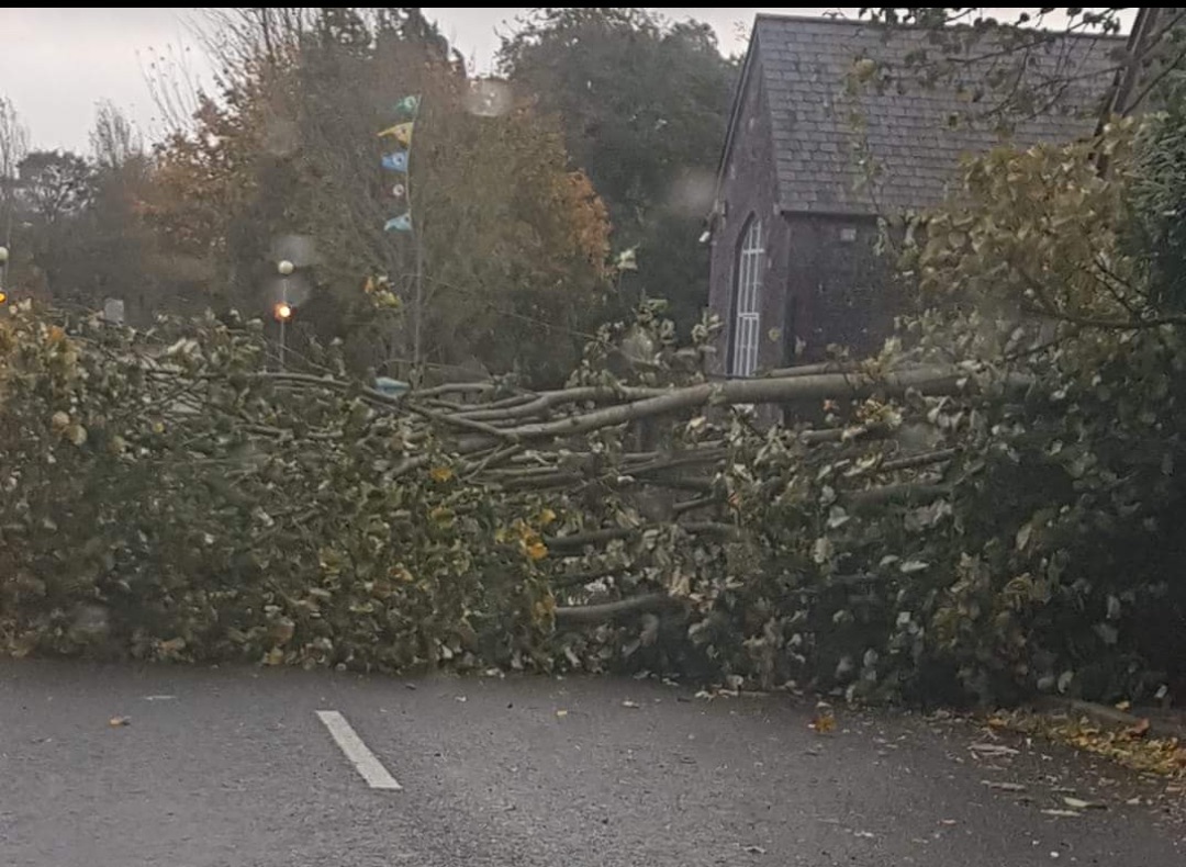 Emly fallen tree