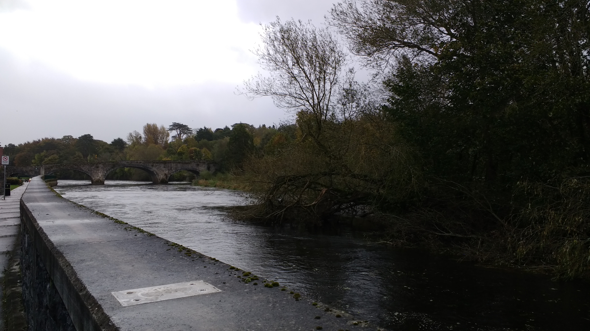 Fallen Tree Clonmel