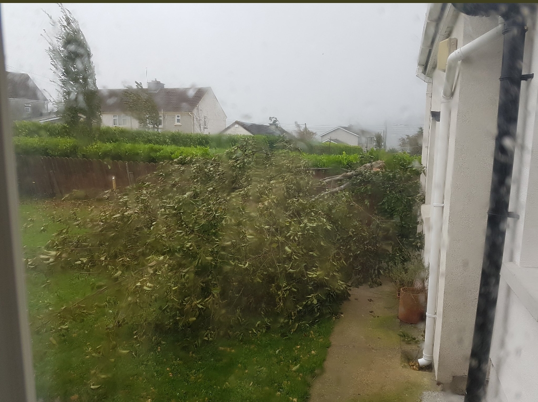 Tree down clonmel McNamara