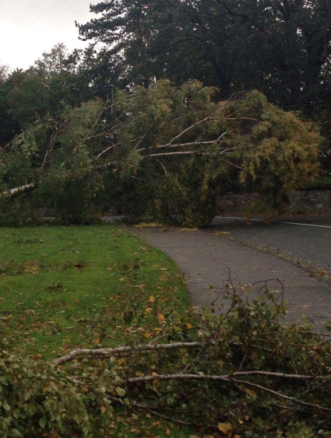 Ophelia colville road tree down