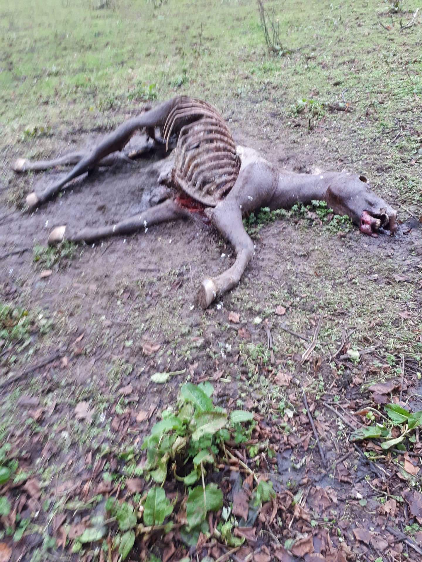 One of the dead horses found in KNocklofty