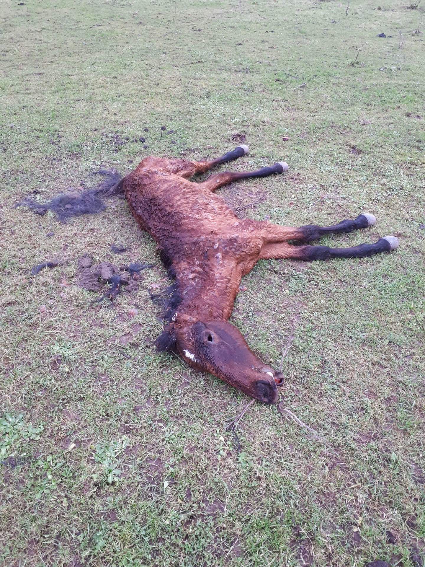 One of the dead horses found in Knocklofty