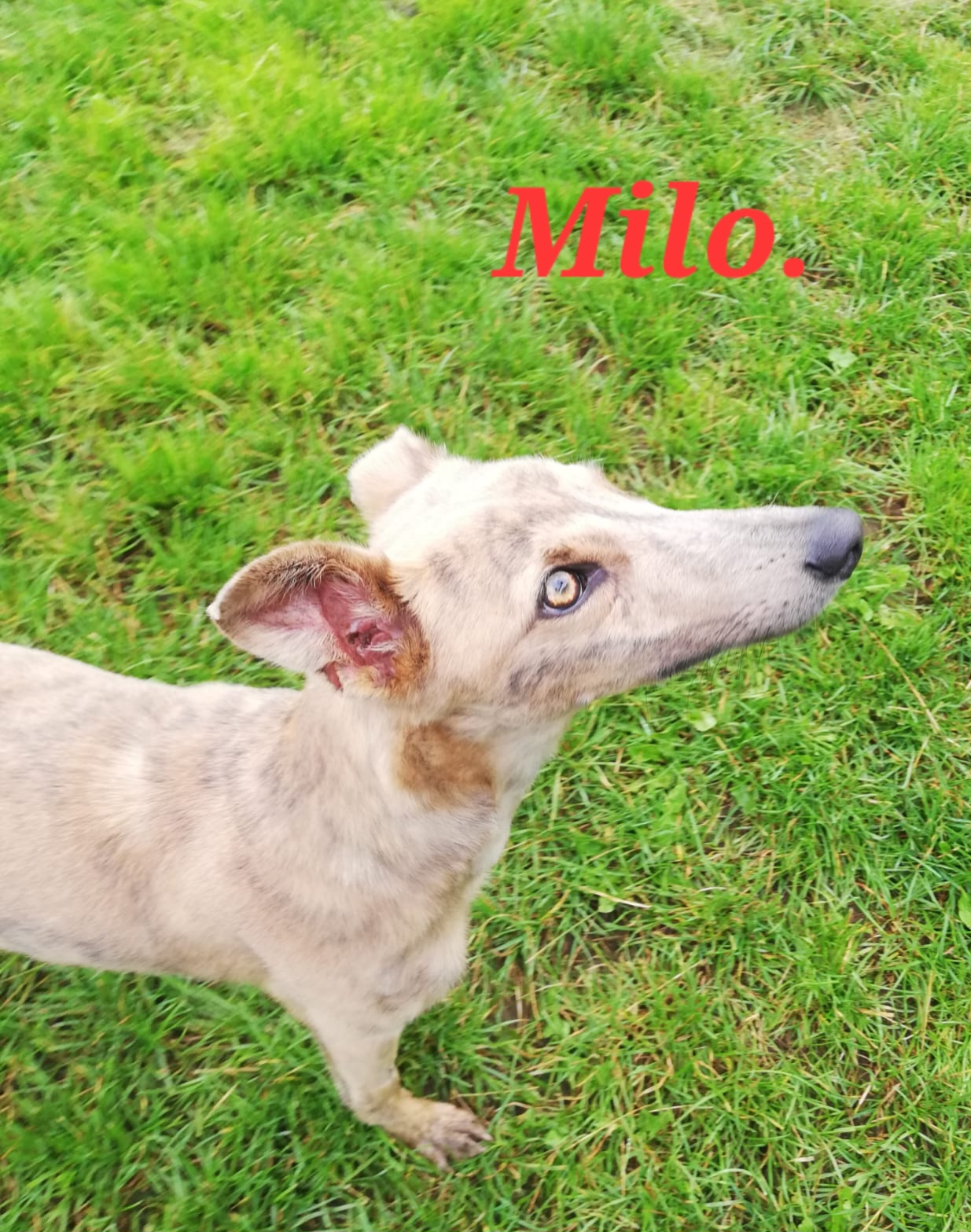 PET RESCUE Lurchers Ireland’s dogs? Tipperary Live